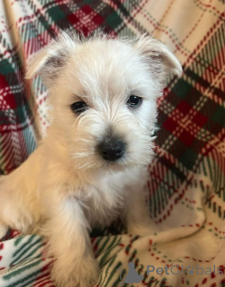 Photo №3. Beautiful West Highland Terrier puppies. Dominican Republic
