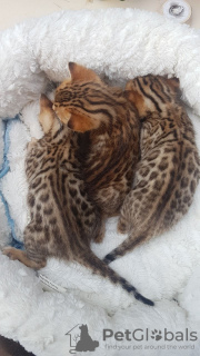 Photo №3. Healthy Bengal kittens for Adoption now. Germany