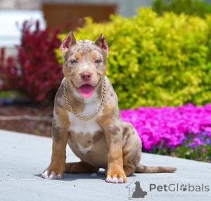 Photo №1. american bully - for sale in the city of Flensburg | 1125$ | Announcement № 167622