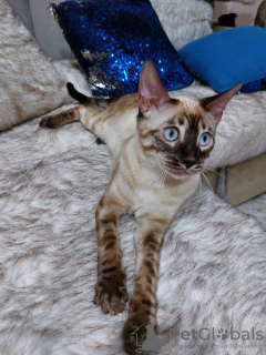 Photo №1. bengal cat - for sale in the city of Tashkent | 2853$ | Announcement № 39989