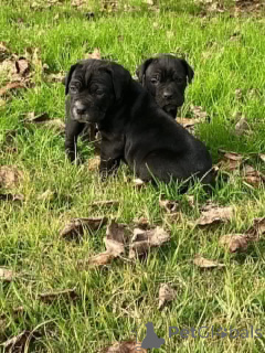 Photo №4. I will sell cane corso in the city of Aalborg. private announcement, breeder - price - 1$