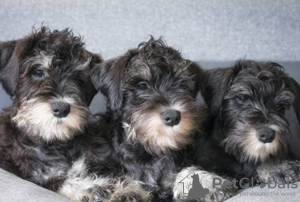 Photo №1. schnauzer - for sale in the city of Stockholm | negotiated | Announcement № 113178