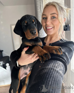 Photo №4. I will sell  in the city of Berlin.  - price - 612$