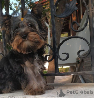 Photo №2 to announcement № 159184 for the sale of yorkshire terrier - buy in Turkey breeder