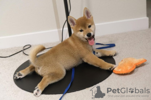 Photo №1. shiba inu - for sale in the city of St. Petersburg | negotiated | Announcement № 42817