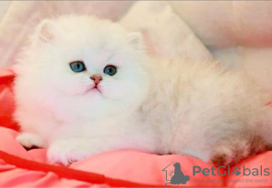 Photo №1. british longhair - for sale in the city of Штутгарт | negotiated | Announcement № 100399