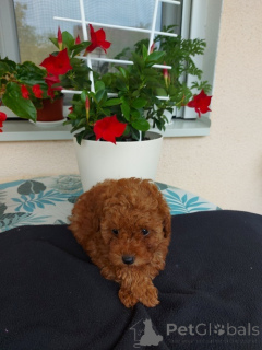 Photo №2 to announcement № 156001 for the sale of poodle (toy) - buy in Serbia breeder