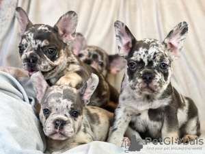 Photo №1. non-pedigree dogs - for sale in the city of Helsinki | negotiated | Announcement № 99696