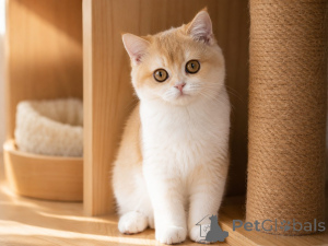 Photo №1. british shorthair - for sale in the city of Colchester | negotiated | Announcement № 173794