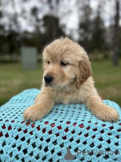 Photo №1. golden retriever - for sale in the city of Vancouver | 1800$ | Announcement № 128091