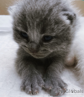 Photo №4. I will sell british shorthair in the city of Дублин. private announcement - price - 471$