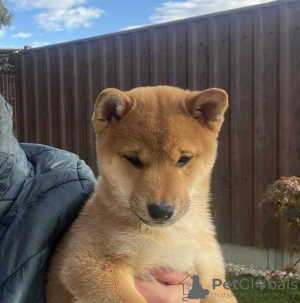 Photo №3. Beautiful shiba inu. Bulgaria