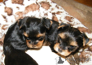 Photo №2 to announcement № 165271 for the sale of yorkshire terrier - buy in Belgium private announcement, breeder