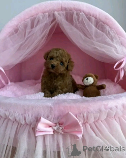 Photo №2 to announcement № 160058 for the sale of non-pedigree dogs - buy in Germany private announcement, from nursery