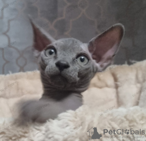 Photo №4. I will sell sphynx cat in the city of Kettering. breeder - price - 2113$
