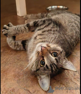 Photo №4. I will sell  in the city of Khimki. private announcement - price - Is free