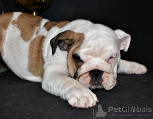 Additional photos: English bulldog