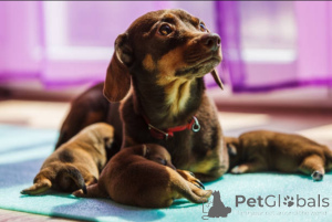 Photo №3. Champion Bludlina Doberman Puppes Reada Foreer Forever Homes.. United Kingdom