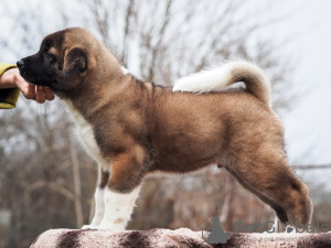 Photo №3. American Akita Puppies. Russian Federation