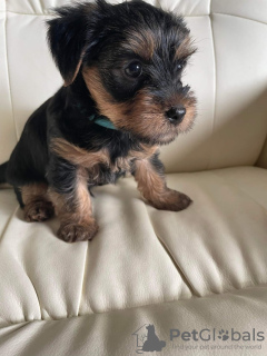 Photo №2 to announcement № 66421 for the sale of yorkshire terrier - buy in United States private announcement