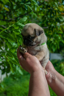 Photo №4. I will sell pug in the city of Donetsk. breeder - price - 434$