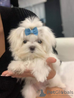 Photo №1. maltese dog - for sale in the city of Даллас | 500$ | Announcement № 46289