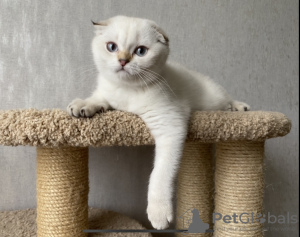 Photo №2 to announcement № 10632 for the sale of scottish fold - buy in Russian Federation breeder