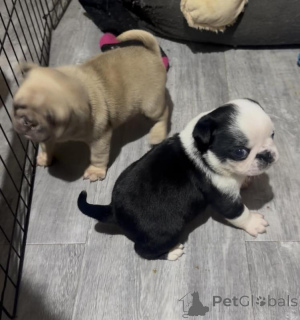 Photo №1. pug - for sale in the city of ALAVUS | negotiated | Announcement № 170567