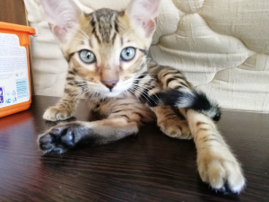 Additional photos: Cool Bengal Kittens