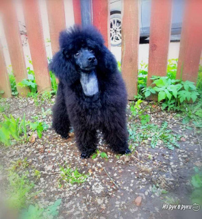 Photo №2 to announcement № 2333 for the sale of poodle (dwarf), poodle (toy) - buy in Russian Federation private announcement, breeder