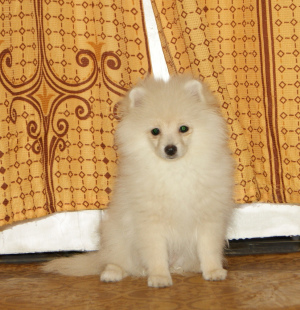 Photo №2 to announcement № 1985 for the sale of pomeranian - buy in Russian Federation breeder