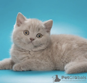 Photo №1. british shorthair - for sale in the city of Пршибрам | 400$ | Announcement № 123933