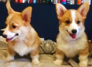 Additional photos: New year, smiling and cheerful puppies Corgi Pembroke