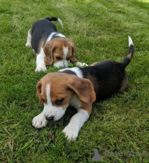 Photo №1. beagle - for sale in the city of Achaern | 392$ | Announcement № 166178