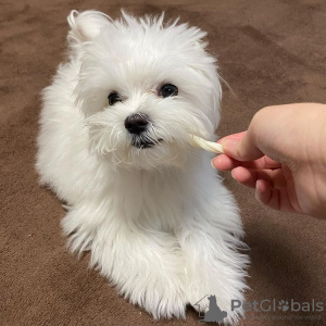 Photo №1. maltese dog - for sale in the city of Niagara | negotiated | Announcement № 75197