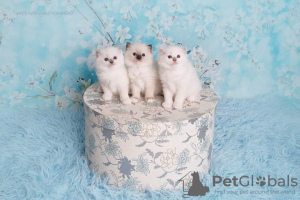 Photo №3. Ragdoll PET or for breeding. Poland