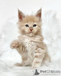 Photo №2 to announcement № 103767 for the sale of maine coon - buy in Germany breeder