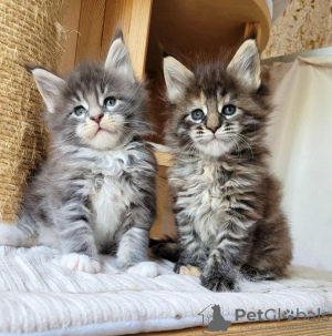 Photo №2 to announcement № 133033 for the sale of maine coon - buy in Germany private announcement