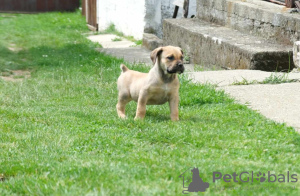 Additional photos: South African Boerboel Mastiff puppies