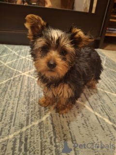 Photo №4. I will sell beaver yorkshire terrier, yorkshire terrier in the city of Riga. private announcement, from nursery, breeder - price - 634$