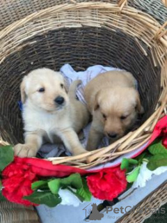 Photo №3. great labrador puppies. United Arab Emirates