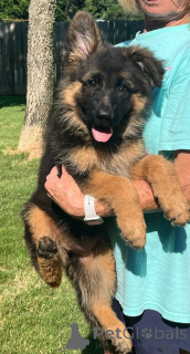 Photo №2 to announcement № 168018 for the sale of german shepherd - buy in Brazil private announcement