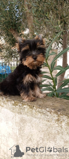 Photo №2 to announcement № 81059 for the sale of beaver yorkshire terrier - buy in Turkey 