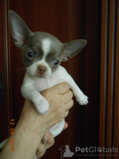 Photo №1. chihuahua - for sale in the city of Orenburg | 391$ | Announcement № 116334