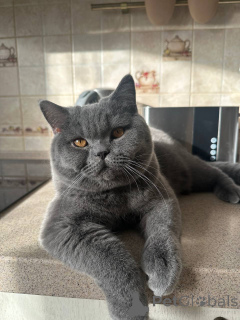 Photo №1. british longhair - for sale in the city of Leipzig | negotiated | Announcement № 165879