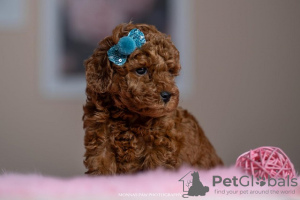 Photo №2 to announcement № 77691 for the sale of poodle (toy) - buy in Serbia breeder