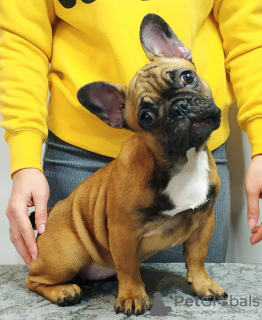 Photo №1. french bulldog - for sale in the city of Kiev | 845$ | Announcement № 35677