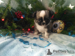 Photo №1. chihuahua - for sale in the city of Samara | 793$ | Announcement № 8909