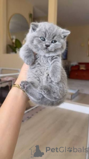 Photo №3. Stunning British Shorthair Kittens For Re-homing.. United Kingdom