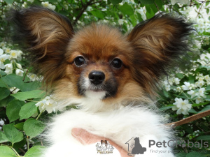 Photo №4. I will sell papillon dog in the city of Saratov. from nursery - price - Is free